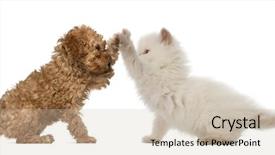  Presentation with poodle - Beautiful theme featuring hi - poodle puppy and british longhair backdrop and a soft green colored foreground