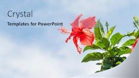  Presentation with blue flower - PPT theme featuring hibisci-rosae-sinensis-flower background and a light blue colored foreground