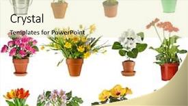  Presentation with flower border colorful made - Beautiful slides featuring hibiscus - collection set of colorful bouquet backdrop and a soft green colored foreground