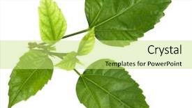  Presentation with hibiscus - Slides with hibiscus - green leaves isolated on white background and a yellow colored foreground