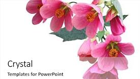  Presentation with maple - Colorful presentation theme enhanced with hibiscus - pink abutilon hybridum plarlour maple backdrop and a white colored foreground
