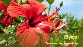  Presentation with blue flower - Cool new theme with hibiscus - southern flower against the blue backdrop and a tawny brown colored foreground