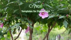  Presentation with hibiscus - 