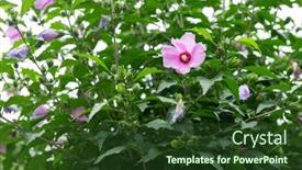  Presentation with hibiscus - 