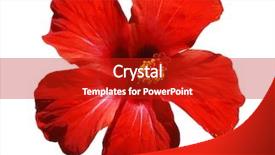  Presentation with hibiscus - Audience pleasing presentation theme consisting of hibiscus blossom - isolated flower backdrop and a crimson colored foreground