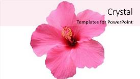  Presentation with hibiscus - Theme having hibiscus flower - isolated on white background and a coral colored foreground