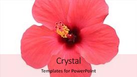  Presentation with hibiscus - Amazing presentation theme having hibiscus flower - isolated path included backdrop and a coral colored foreground