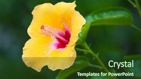  Presentation with hibiscus flower - Amazing PPT layouts having hibiscus flower blossom backdrop and a tawny brown colored foreground