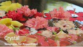  Presentation with hibiscus flower - Amazing slides having hibiscus flower for decoration backdrop and a coral colored foreground