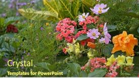  Presentation with hibiscus flower - Audience pleasing PPT layouts consisting of hibiscus flower in the park backdrop and a tawny brown colored foreground
