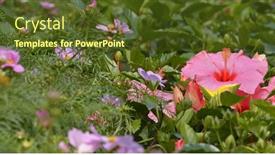  Presentation with hibiscus flower - Presentation consisting of hibiscus flower in the park background and a tawny brown colored foreground