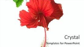  Presentation with hibiscus - Amazing theme having hibiscus flower isolated on white backdrop and a white colored foreground