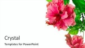  Presentation with hibiscus - Beautiful slides featuring hibiscus flower isolated on white backdrop and a white colored foreground