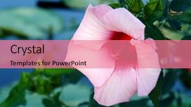  Presentation with hibiscus flower - Theme consisting of hibiscus flower on the natural background background and a coral colored foreground