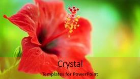  Presentation with hibiscus - Presentation theme featuring hibiscus flower shallow dof background and a red colored foreground