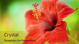  Presentation with hibiscus - Beautiful slides featuring hibiscus flower shallow focus backdrop and a red colored foreground