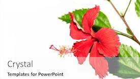 Presentation with hibiscus flower - Amazing presentation theme having hibiscus flower with light background backdrop and a white colored foreground
