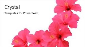  Presentation with hibiscus - Beautiful presentation theme featuring hibiscus flowers border isolated backdrop and a white colored foreground