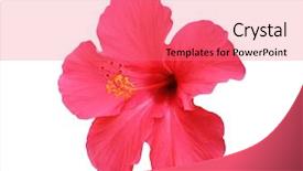  Presentation with hibiscus - Colorful presentation theme enhanced with hibiscus flowers isolated on white backdrop and a coral colored foreground