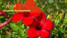  Presentation with hibiscus - Amazing slide deck having hibiscus flowers on the bush backdrop and a tawny brown colored foreground