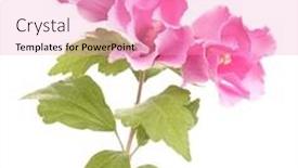  Presentation with hibiscus - Presentation design having hibiscus-flowers-pink-blooming-plant background and a lemonade colored foreground