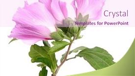  Presentation with pink flowers - Presentation featuring hibiscus-flowers-pink-blooming-plant background and a pink colored foreground