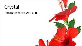  Presentation with hibiscus - Cool new presentation theme with hibiscus flowers backdrop and a white colored foreground