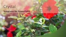  Presentation with hibiscus - Beautiful presentation design featuring hibiscus-growing-in-pot-outdoor backdrop and a lemonade colored foreground