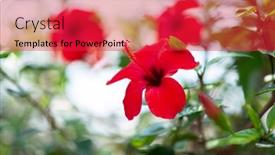  Presentation with hibiscus - Presentation theme with hibiscus-growing-in-pot-outdoor background and a red colored foreground