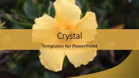  Presentation with maui - Amazing presentation design having hibiscus hibiscus flower growing backdrop and a yellow colored foreground