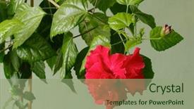 Presentation with hibiscus - Cool new PPT theme with red hibiscus flower china rose - hibiscus rosa-sinensis chinese hibiscus backdrop and a seafoam green colored foreground