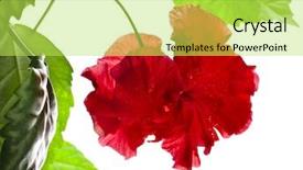  Presentation with hibiscus - Presentation design enhanced with hibiscus rosa-sinensis l close background and a yellow colored foreground