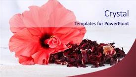  Presentation with hibiscus flower - Beautiful PPT layouts featuring hibiscus tea and flower backdrop and a sky blue colored foreground