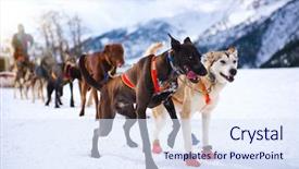  Presentation with dog sled - Audience pleasing slides consisting of hiding behind sleigh at sled backdrop and a sky blue colored foreground
