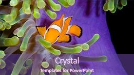  Presentation with pacific island - Amazing slide deck having hiding in host sea anemone backdrop and a violet colored foreground