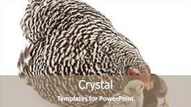  Presentation with chicks - Slides having hiding themselves under mother hen background and a coral colored foreground