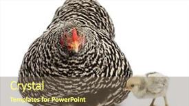  Presentation with chicks - PPT layouts featuring hiding themselves under mother hen background and a tawny brown colored foreground