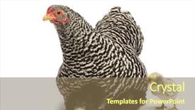  Presentation with chicks - Beautiful presentation theme featuring hiding themselves under mother hen backdrop and a violet colored foreground