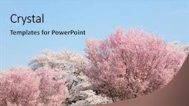  Presentation with cherry blossom - Slide set enhanced with higan cherry front or rosebud background and a light blue colored foreground