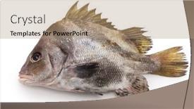  Presentation with japanese - Slide deck featuring higesoridai-short-barbeled-velvetchin-japanese background and a coral colored foreground