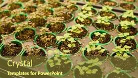  Presentation with greenhouse farm - PPT theme having high-angle-of-tiny-green background and a tawny brown colored foreground