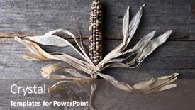  Presentation with corn cob - Presentation theme featuring single cob of flint background and a gray colored foreground