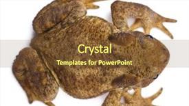  Presentation with low angle view of fictitious - Slides having angle view of common toad background and a tawny brown colored foreground
