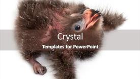  Presentation with old days - Theme enhanced with high-angle-view-of-fischer background and a tawny brown colored foreground