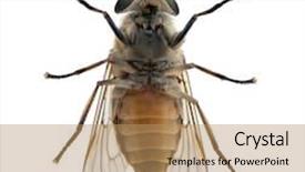  Presentation with white horse - Cool new presentation theme with pale giant horse fly backdrop and a coral colored foreground