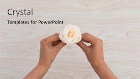 Presentation with rose flower - Presentation theme with high-angle-view-of-person background and a light gray colored foreground