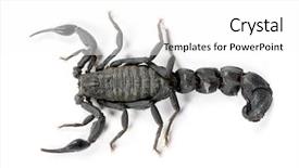  Presentation with studio - Audience pleasing PPT theme consisting of high angle view of scorpion backdrop and a white colored foreground