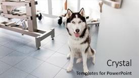  Presentation with husky - Slides with high angle view of siberian background and a light gray colored foreground