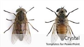  Presentation with white horse - PPT layouts with high angle view of two pale giant horse flies tabanus bovinus against white background studio shot background and a white colored foreground