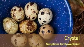  Presentation with needles - PPT theme having high angle view of a bowl filled with quail eggs the blue camping plate is amongst pine needles and leaves on a forest floor background and a tawny brown colored foreground